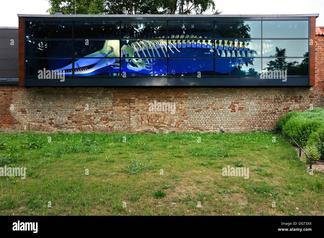 Skeleton of a Whale (Cetacea) in a display window of the German Oceanographic Museum built into the city walls, Knieperwall Stock Photo