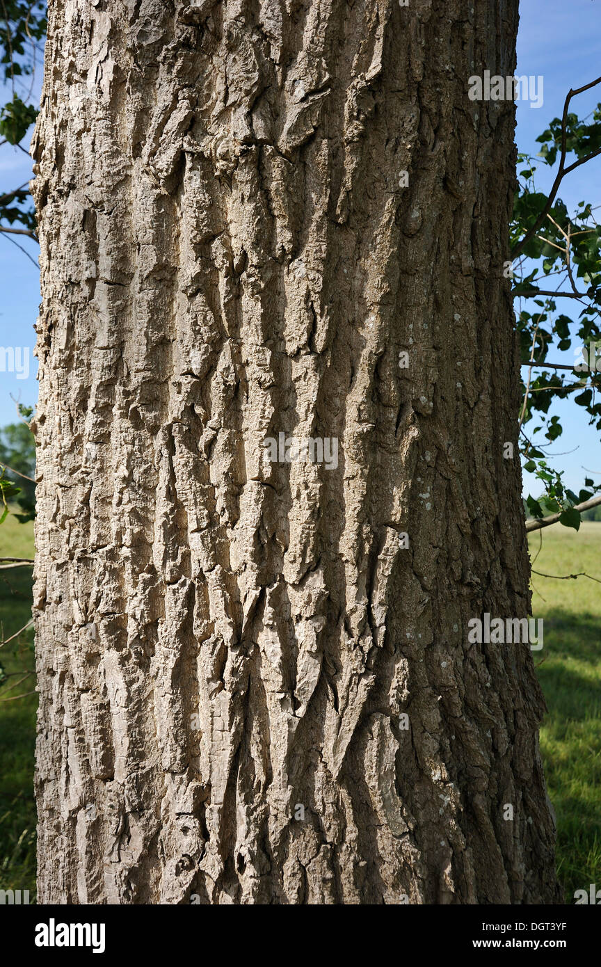Bark of a white poplar, silver poplar (Populus alba), Kuhlrade, Mecklenburg-Western Pomerania Stock Photo