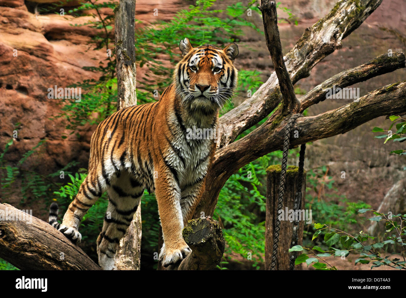 Siberian Tiger (Panthera tigris altaica) standing on a dead tree, Nuremberg Zoo, Am Tiergarten 30, Nuremberg, Middle Franconia Stock Photo