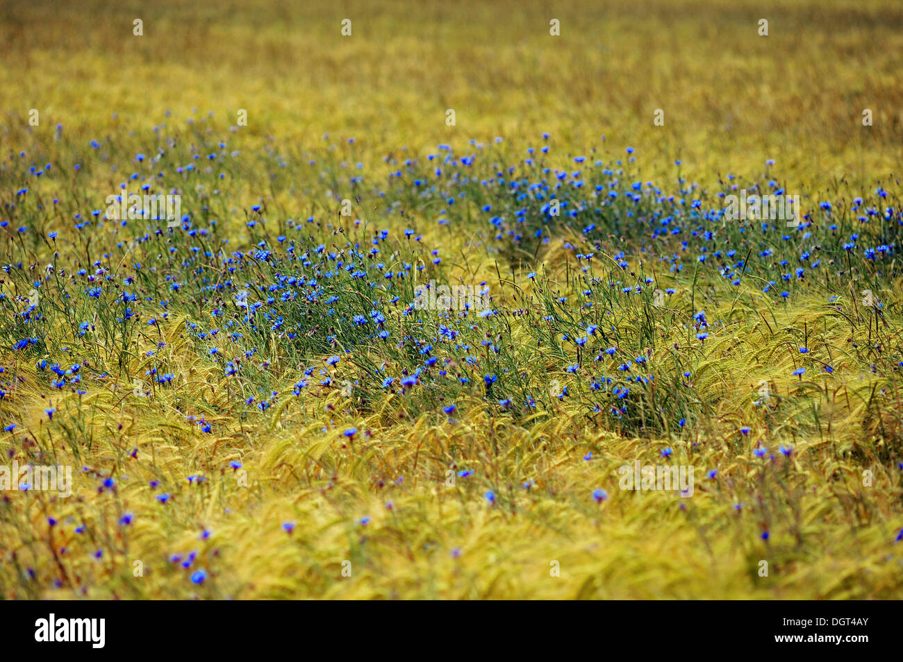 Cornflowers (Centaurea cyanus) in an unsprayed field of barley (Hordeum vulgare), Kleingeschaidt, Middle Franconia, Bavaria Stock Photo