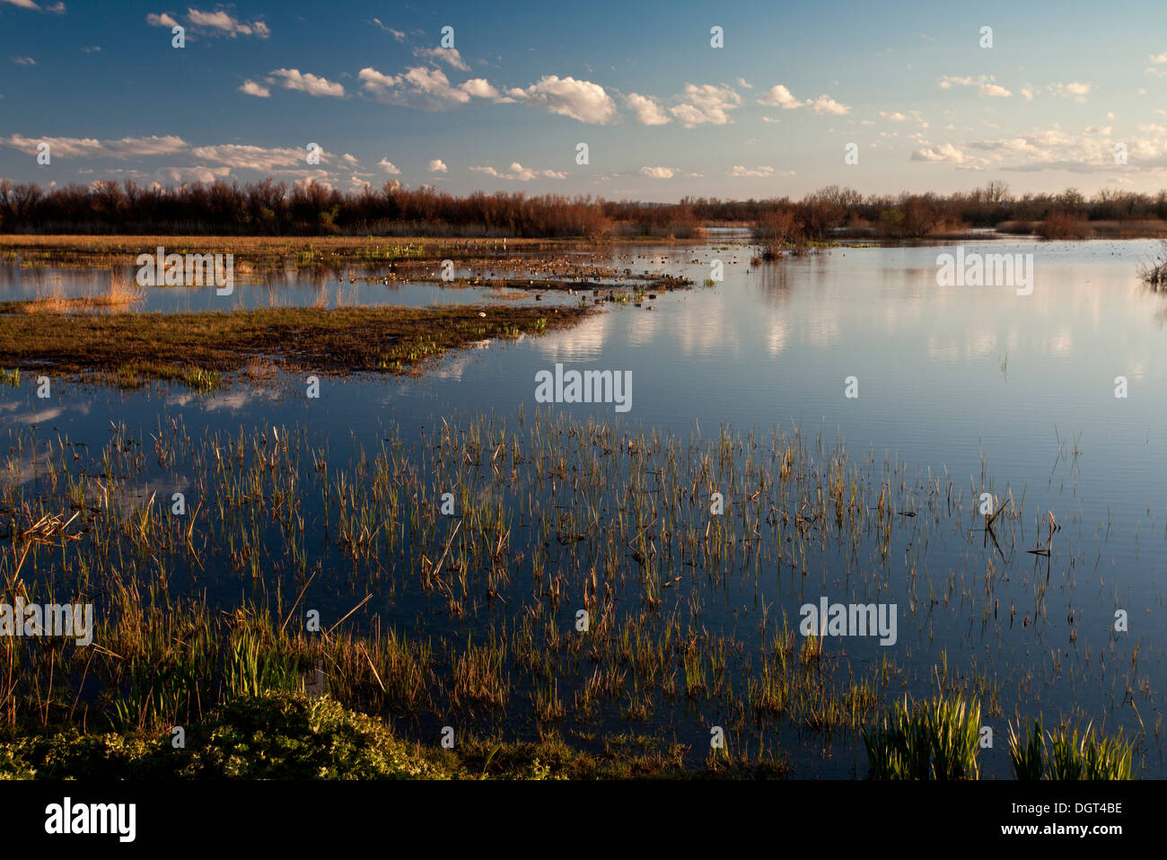 Extensive marshes, or marismas in the Natural Park / Parc Natural dels Aiguamolls de l'Empordà, Catalonia, Spain Stock Photo