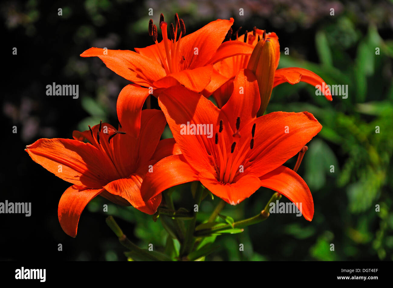 Orange lily flowers (Lilium sp.), Erlangen, Middle Franconia, Bavaria