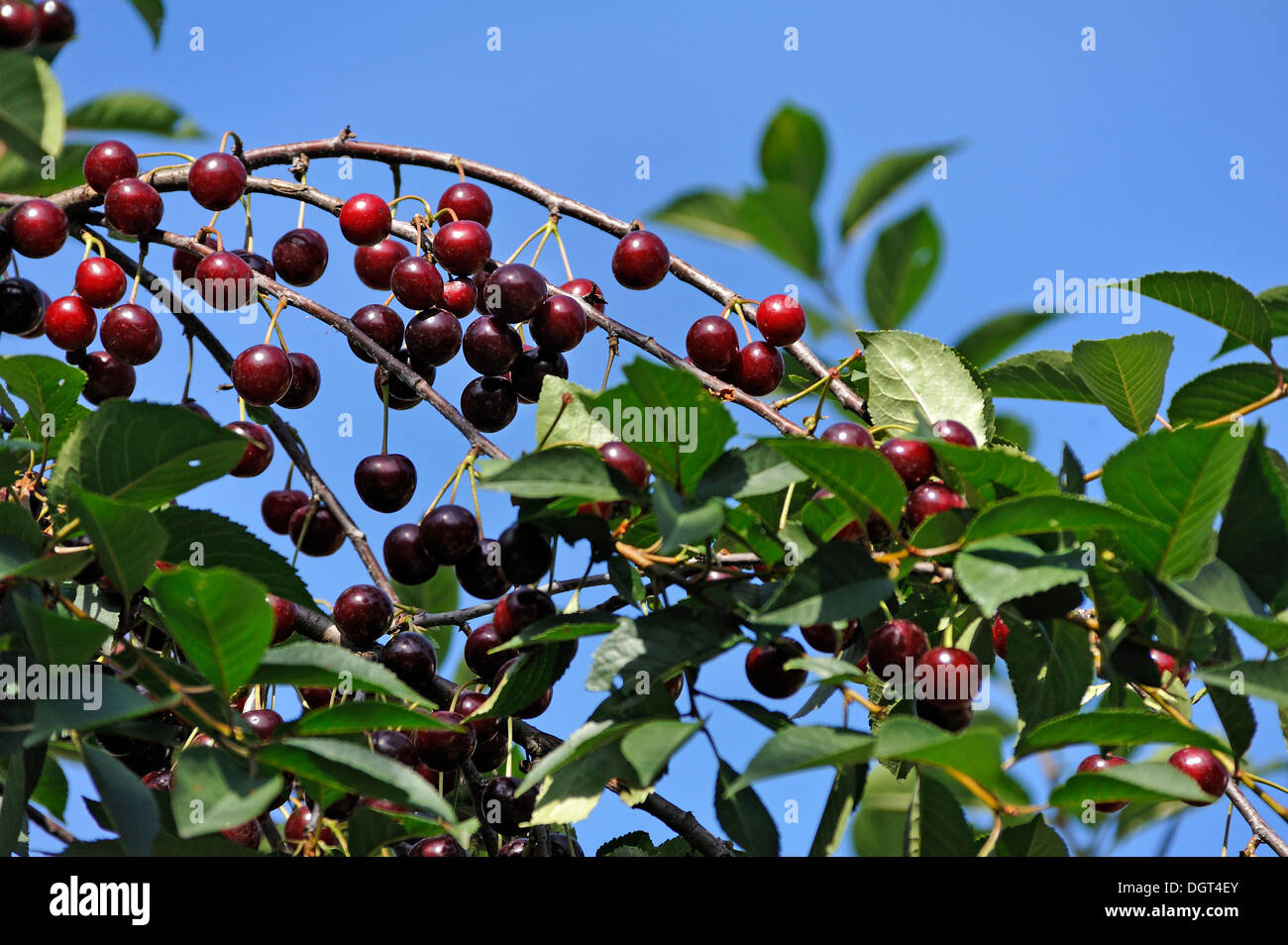 Ripe Sour cherries (Prunus cerasus) on a tree against a blue sky, Schnaittach, Middle Franconia, Bavaria Stock Photo