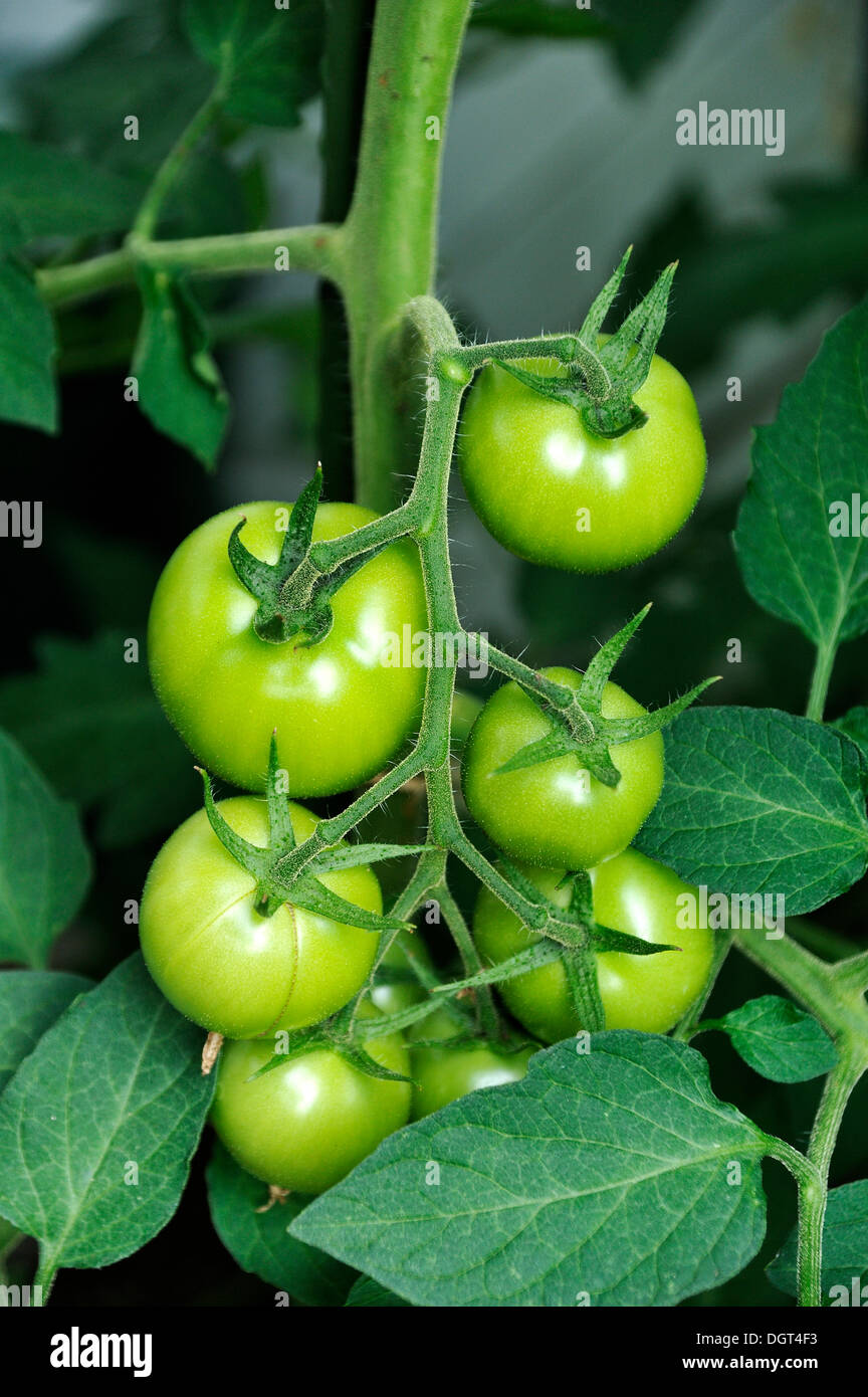 Green tomatoes (Solanum lycopersicum) on a tomato vine, Eckental, Middle Franconia, Bavaria Stock Photo