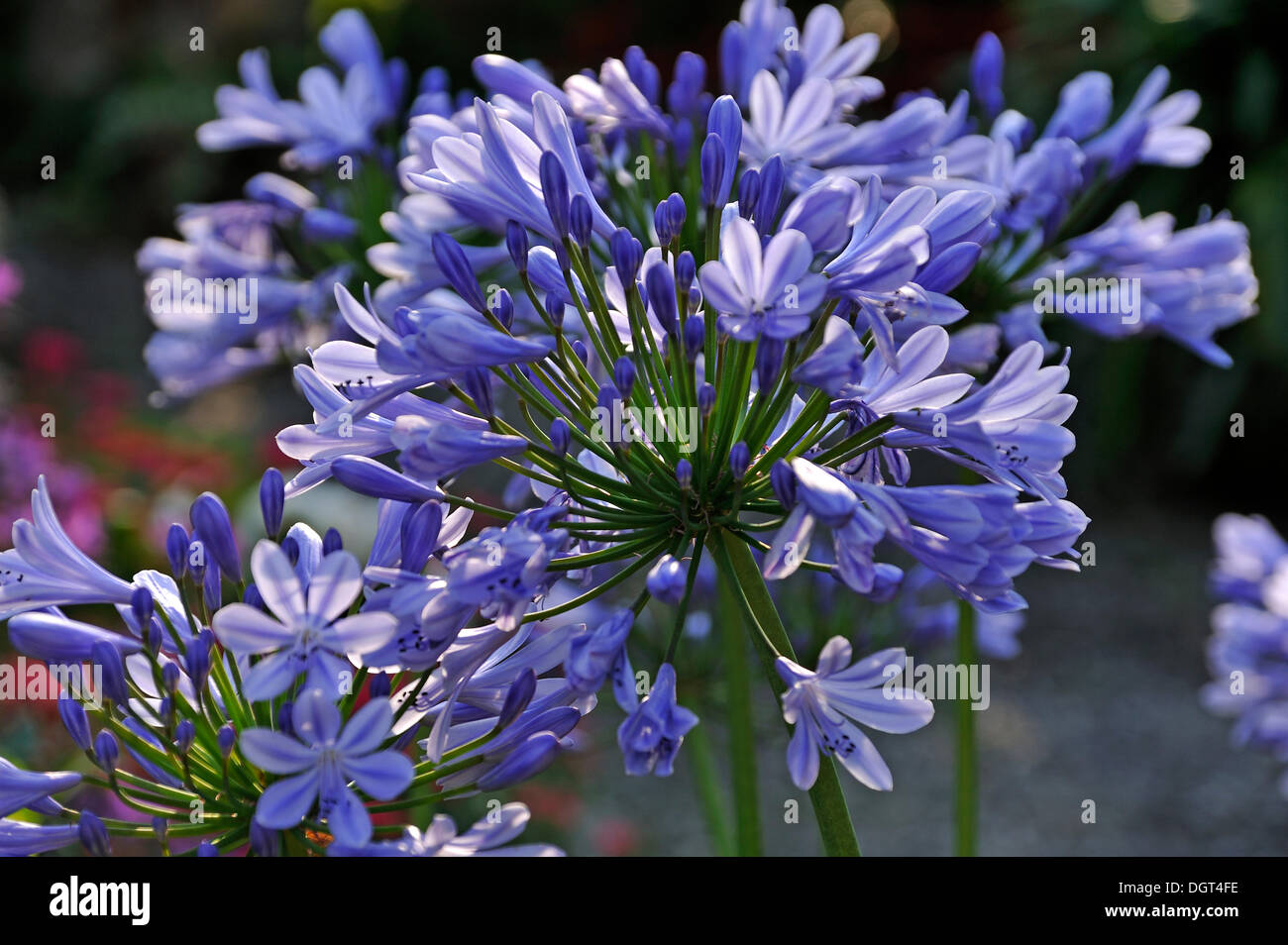 Blossom, African lily (Agapanthus africanus), Eckental, Middle Franconia, Bavaria Stock Photo