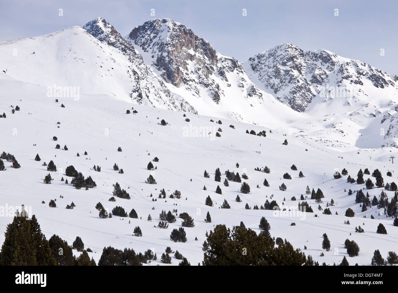 Mountain pine, Pinus mugo ssp uncinata = Pinus uncinata in the snow in high pyrenees on the Andorra - France border. Stock Photo