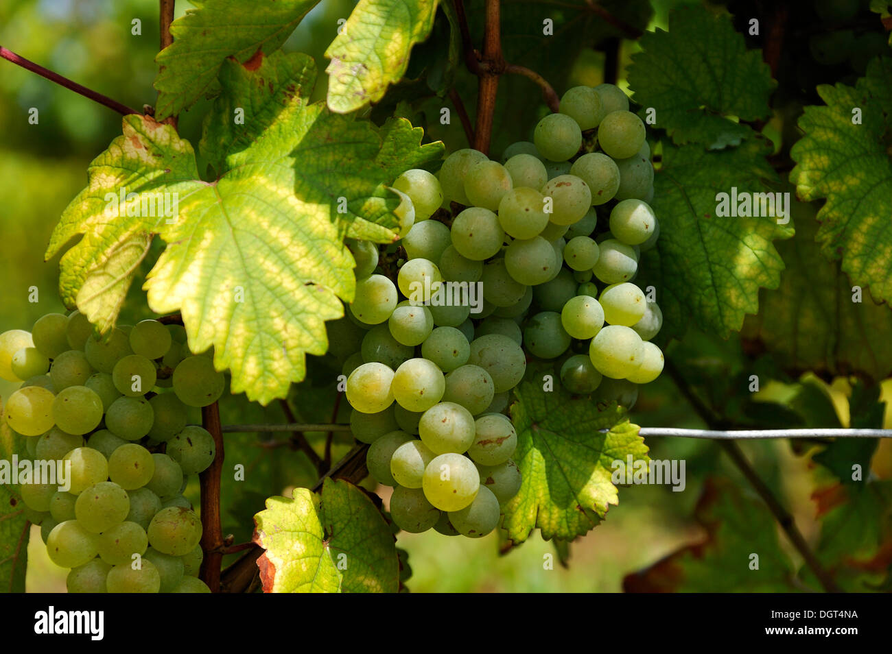 White grapes (Vitis vinifera) growing on the vine, Kirchberg, Wipfeld, Lower Franconia, Bavaria Stock Photo