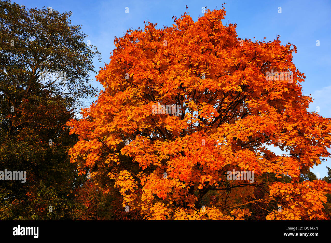 norway maple fall leaf color