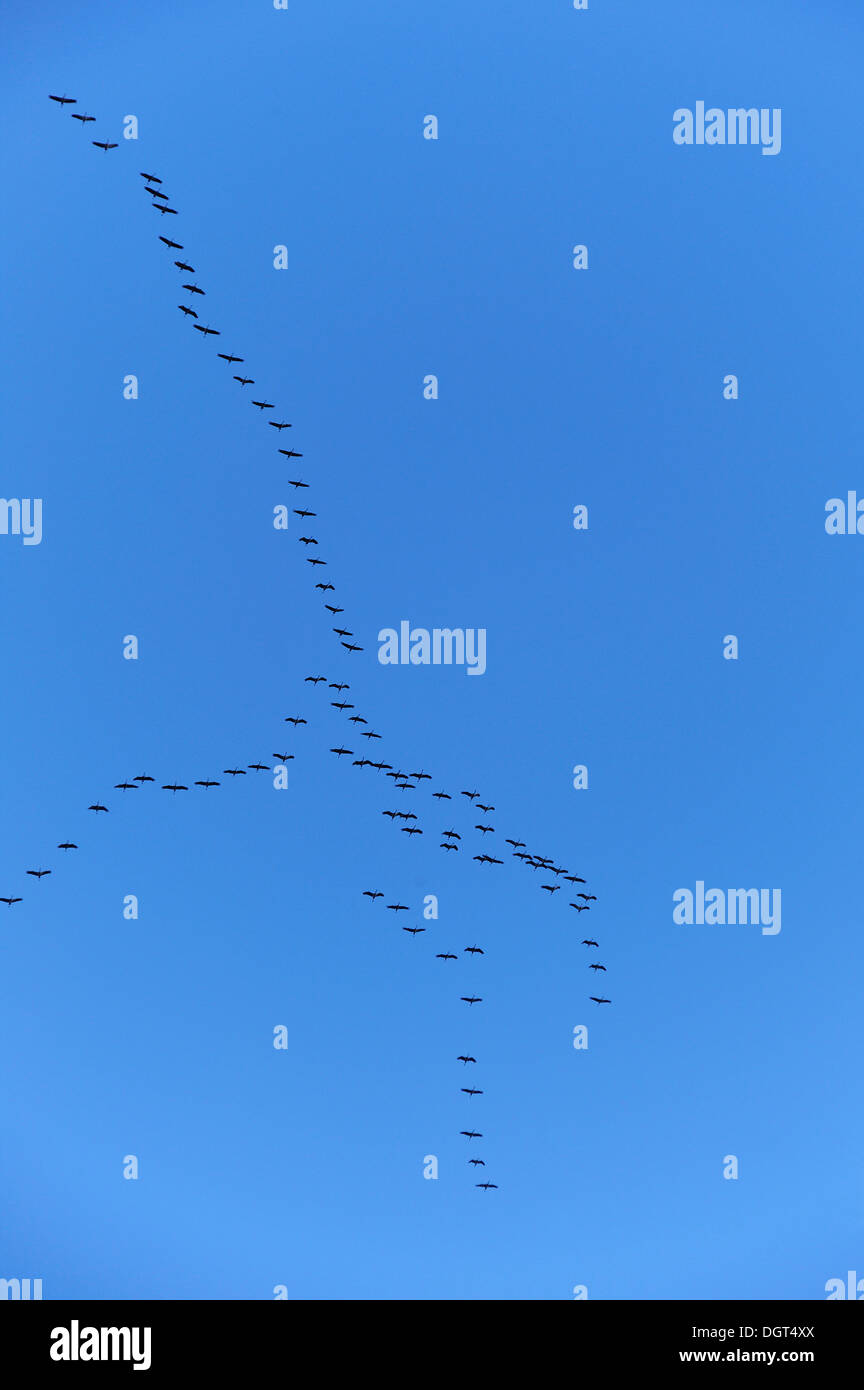 Cranes (Grus grus) flying in formation against a blue sky, Othenstorf, Mecklenburg-Western Pomerania Stock Photo