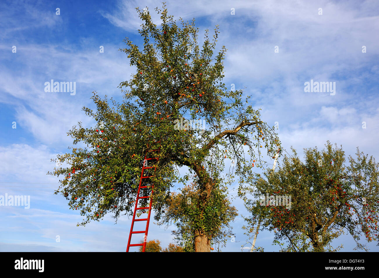 Ladder leaned on a tree hi-res stock photography and images - Alamy