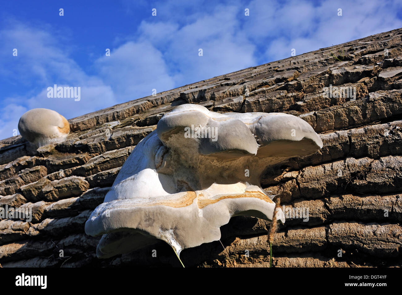 Geotropism tree hi-res stock photography and images - Alamy