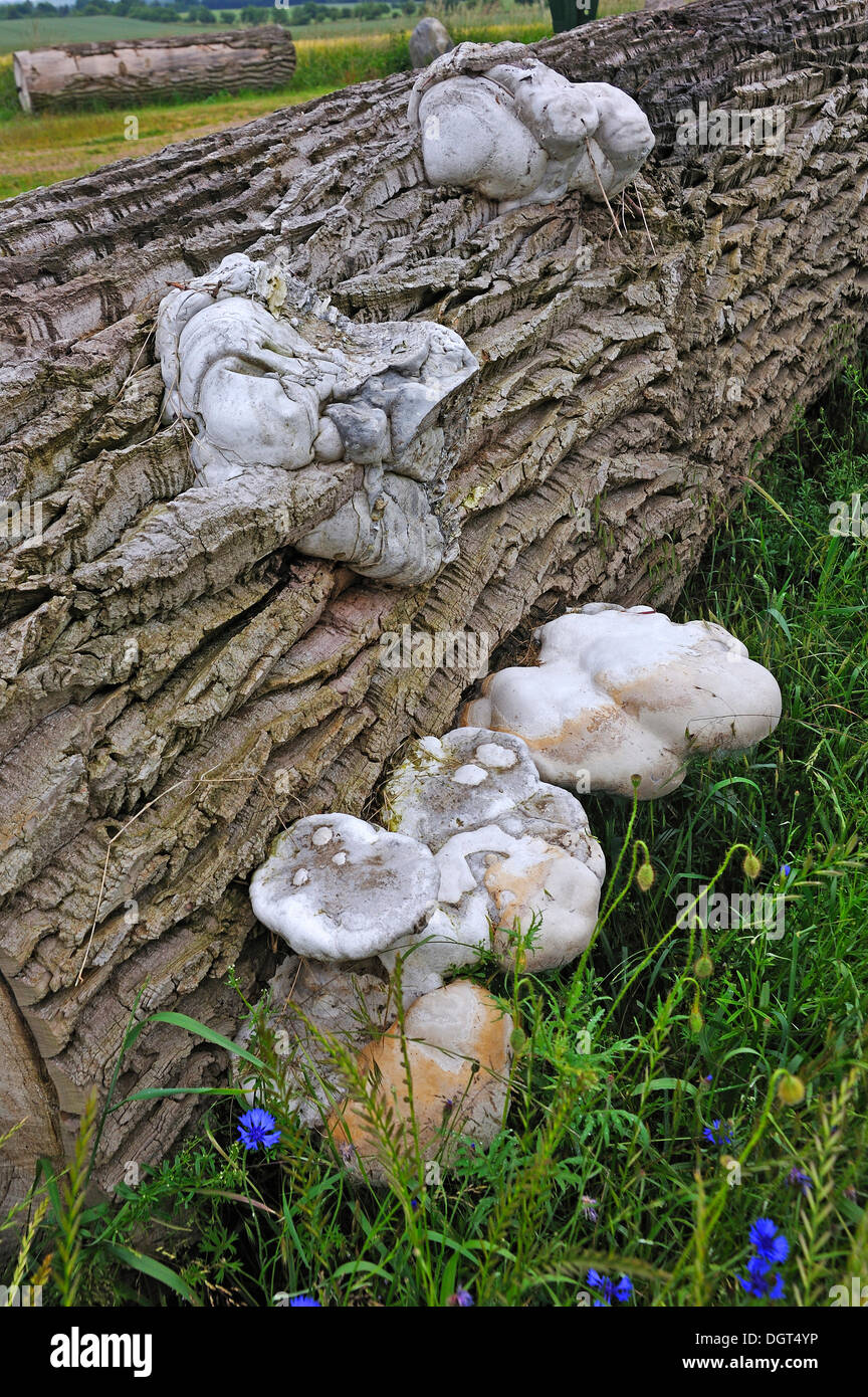 Geotropism tree hi-res stock photography and images - Alamy