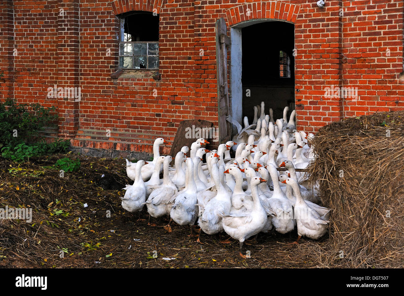 Domestic geese find their way back into the barn in the evening