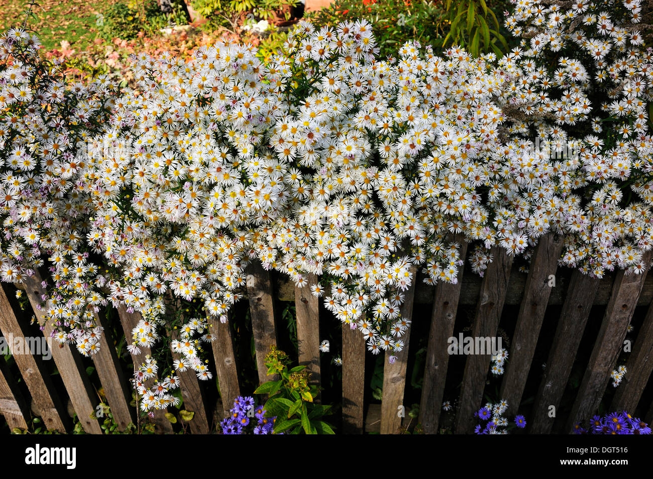 Growing Over Fence High Resolution Stock Photography and Images - Alamy