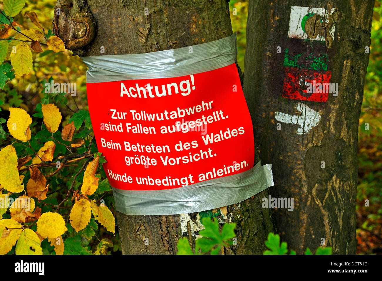 Warning sign on a tree, traps for rabies control are set, Enzenreuth, Franconian Switzerland, Middle Franconia, Bavaria Stock Photo