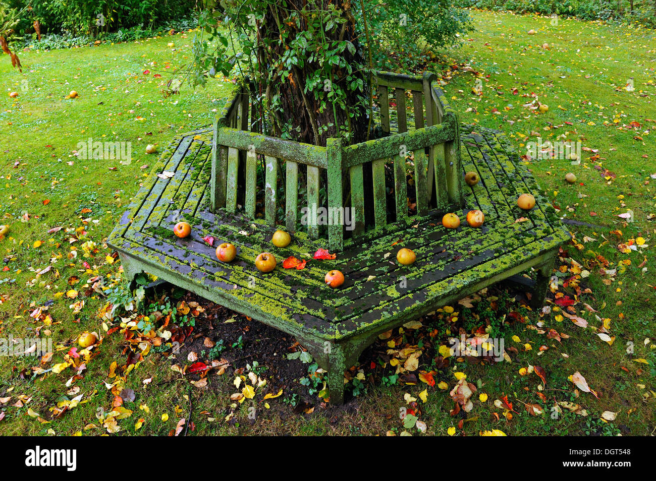 Moss Covered Hexagonal Bench Around An Apple Tree In Autumn Stock