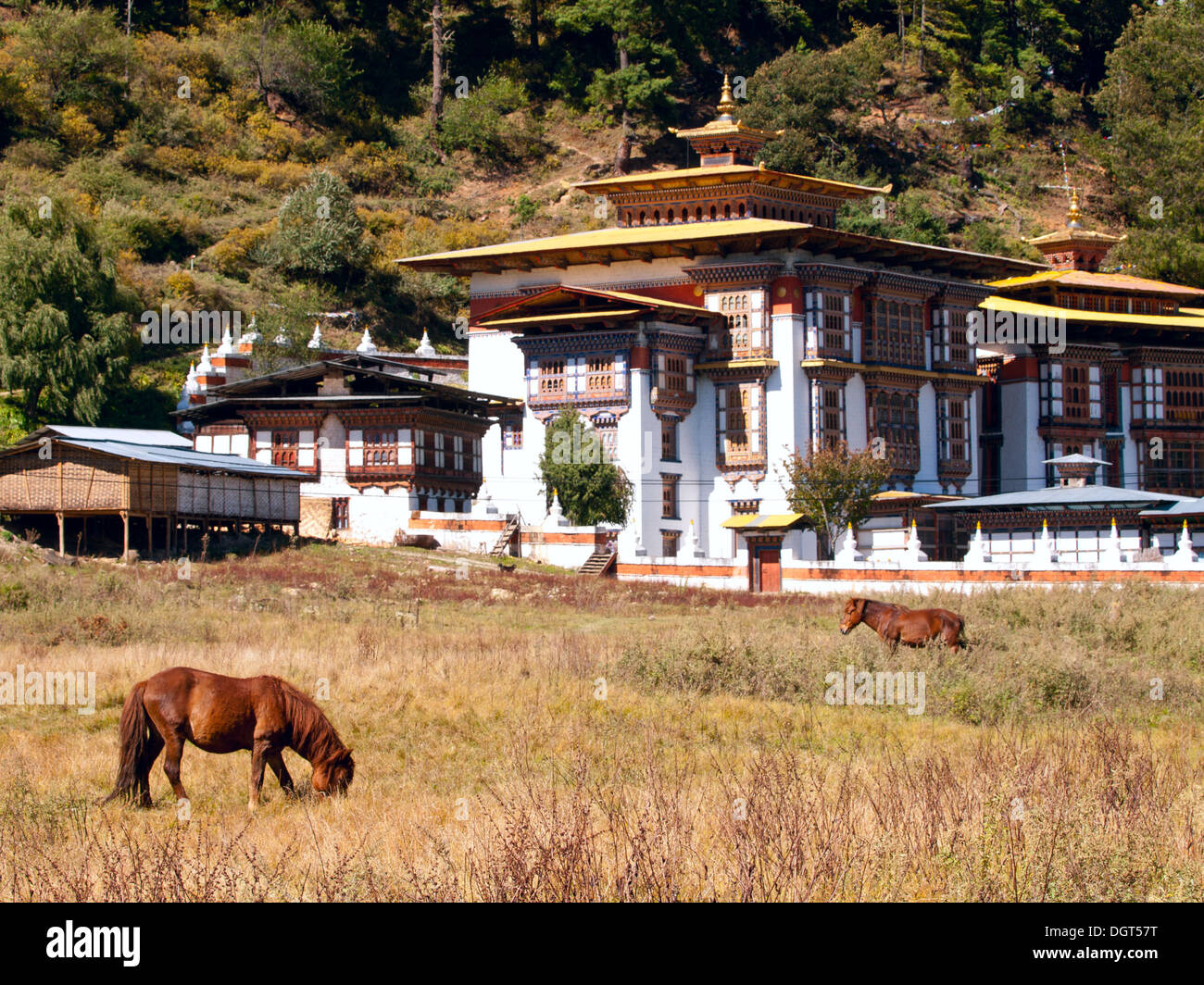 Horses walk near the Konchogsum Lhakhang monastery in Jakar in the Bumthang valley - Bhutan (focus is on the horse) Stock Photo