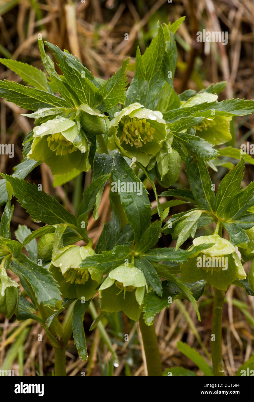 Green Hellebore, Helleborus viridis in flower, late winter Stock Photo