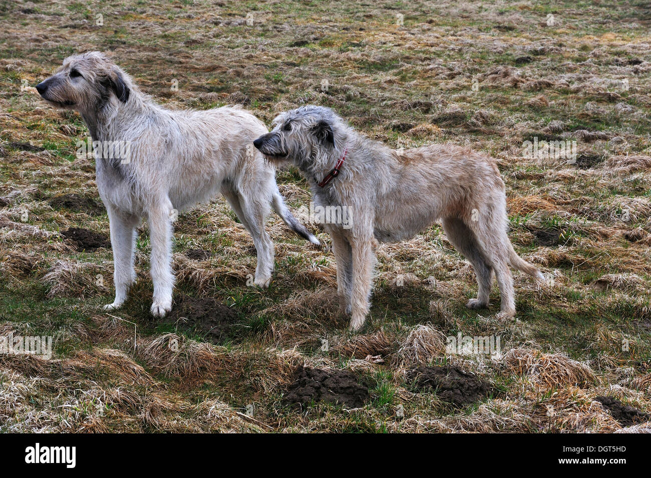 Two Irish Wolfhound crossbreeds standing on a pasture, Kalkberg, Nesow, Mecklenburg-Western Pomerania, Germany Stock Photo
