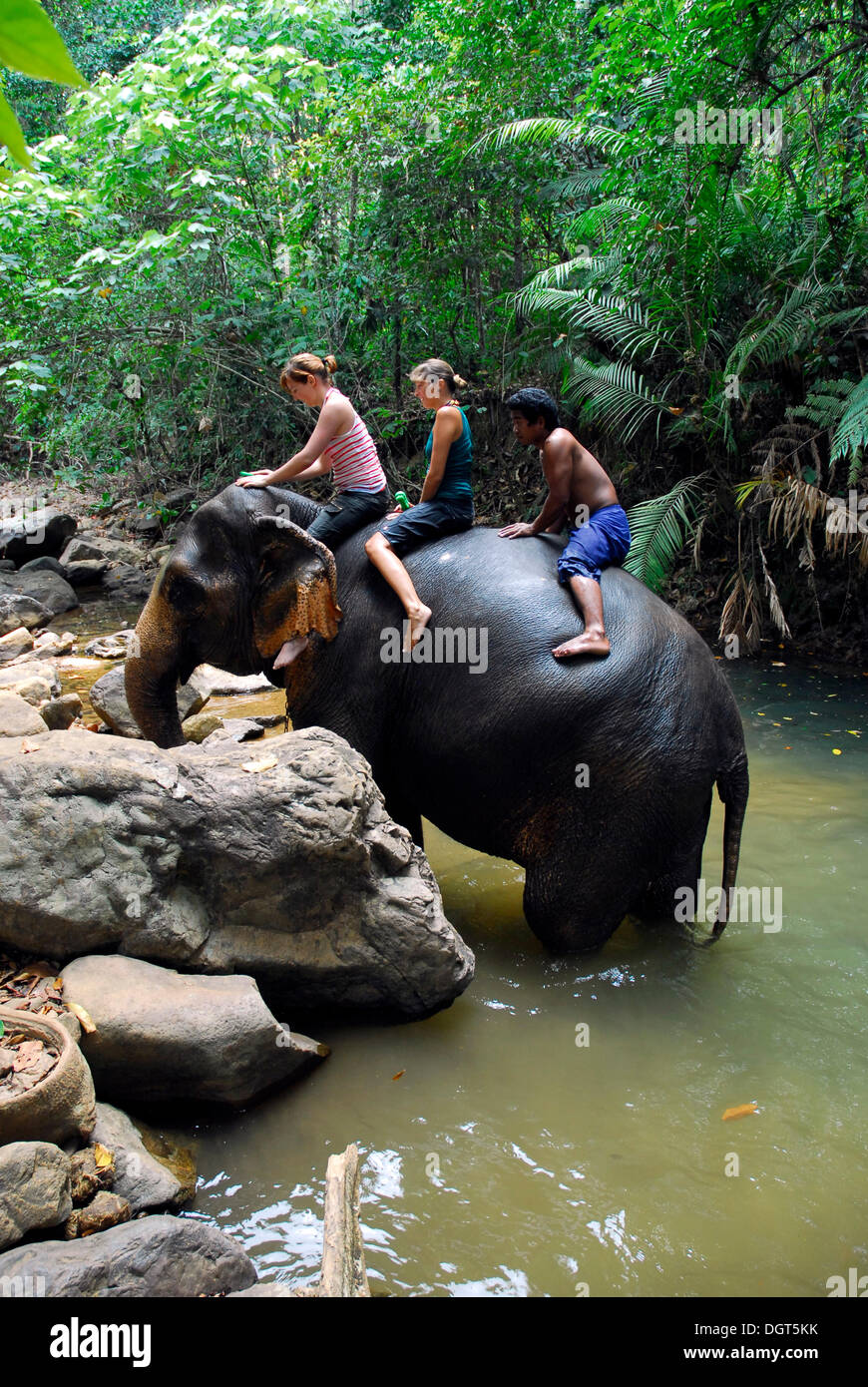 Elephant camp Ban Kwan Chang, elephant trekking in the tropical forest of Koh Chang Island, National Park Mu Ko Chang, Trat Stock Photo