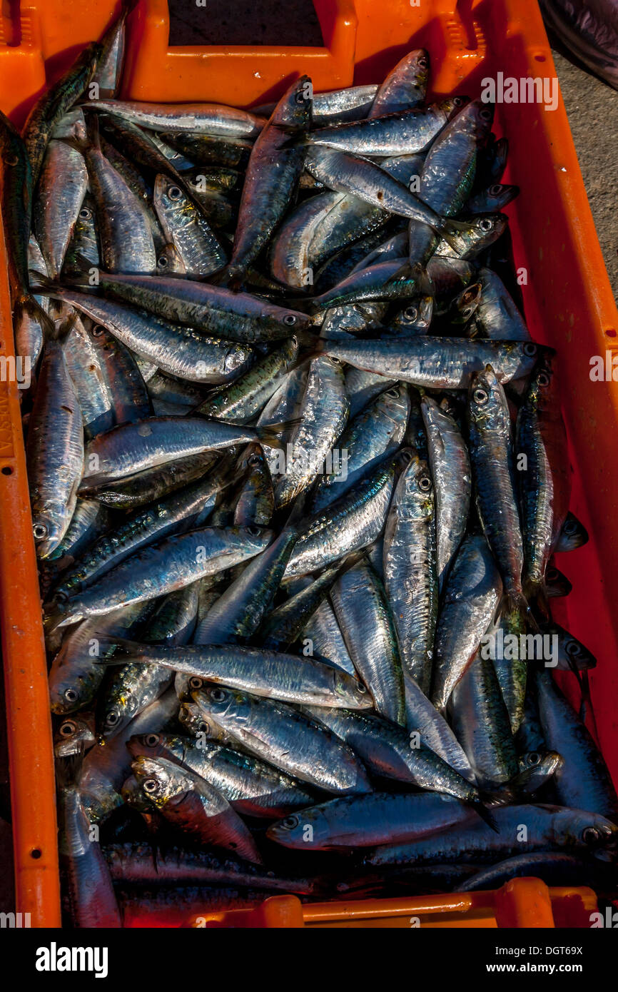 Box of Sardines in Portugal Stock Photo Alamy