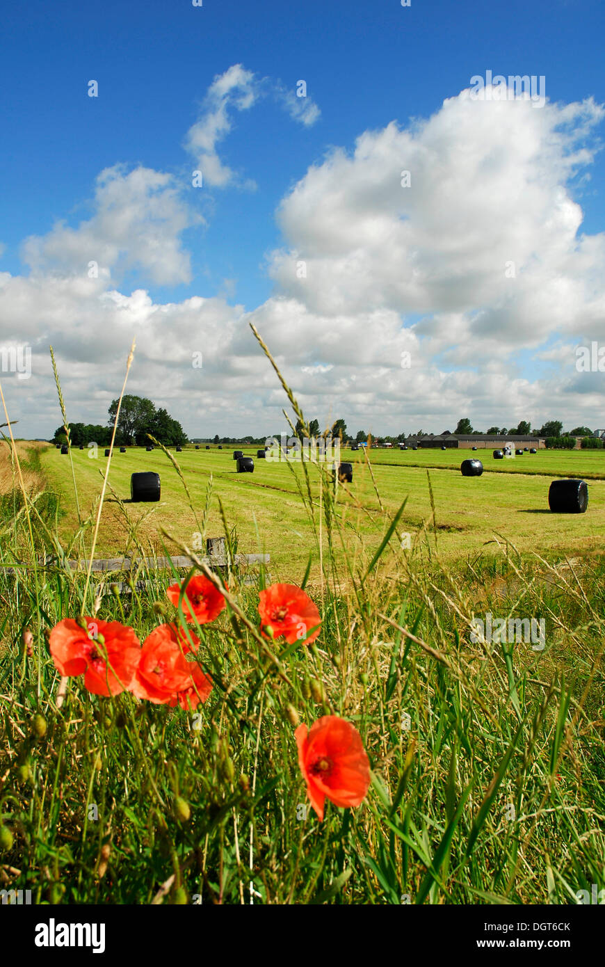 Poppies, corn poppies (Papaver rhoeas), in the back harvest in a polder landscape, landscape between Gouda Stock Photo