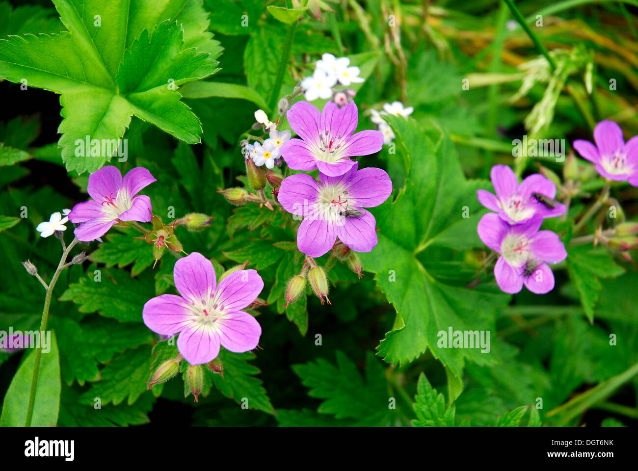 Cranesbill (Geranium), purple flowers, in nature preservation area at