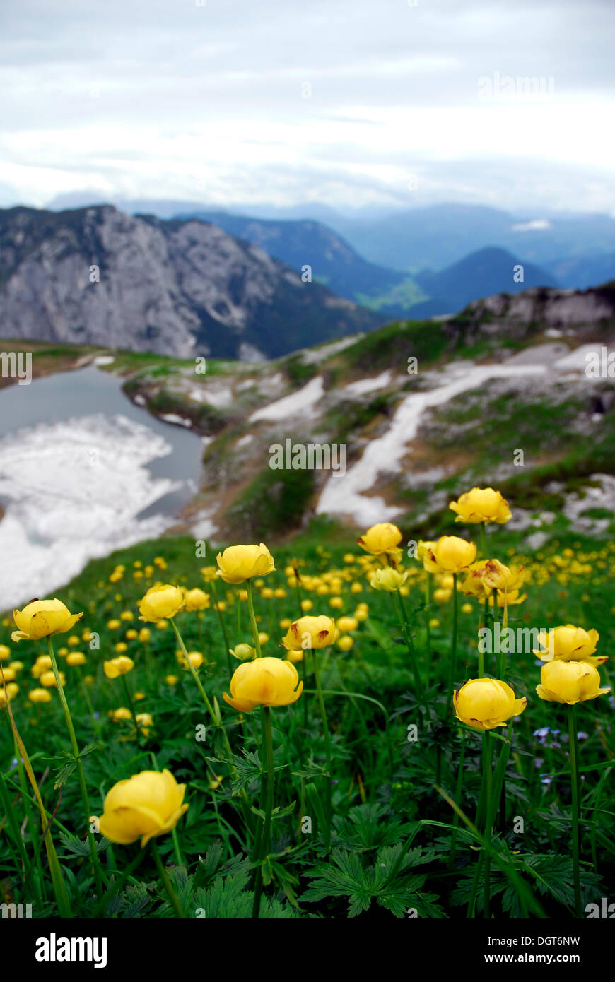Globeflower (Trollius europaeus), yellow flowers, in nature preservation area, landscape at the Loser Berg mountain, Altaussee Stock Photo