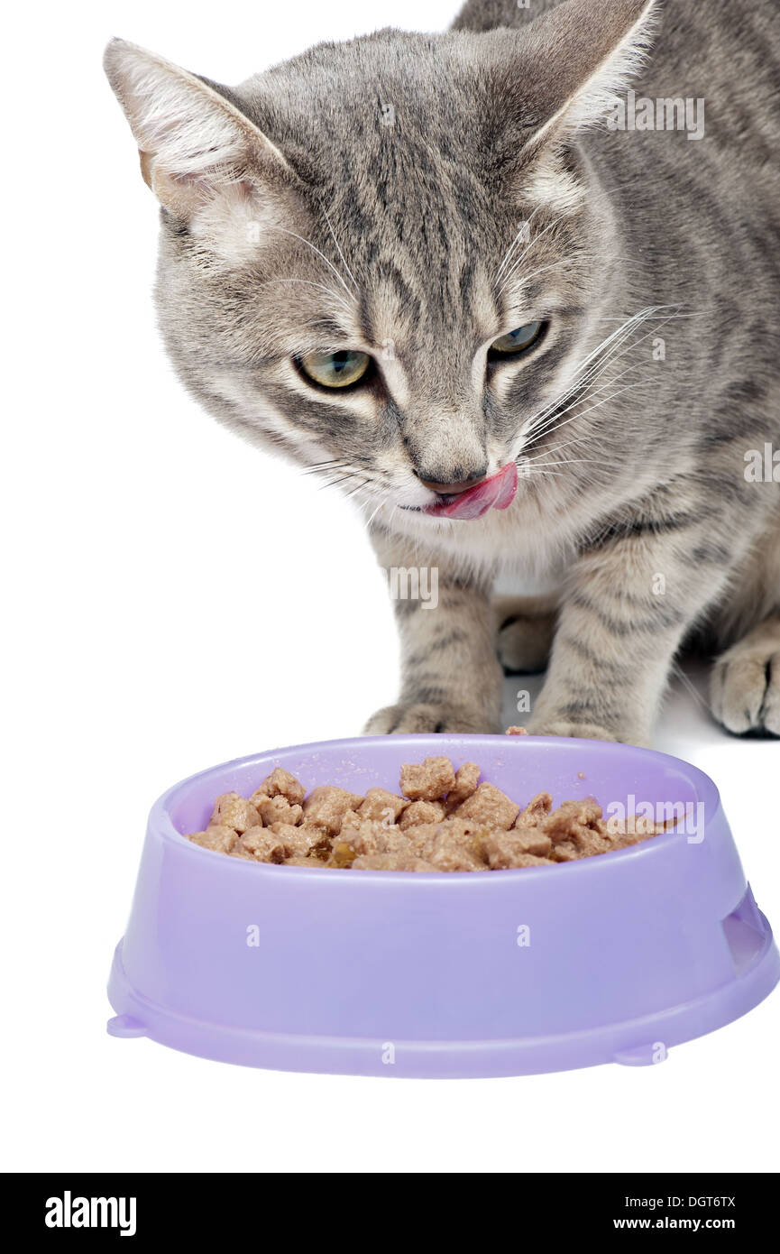 Cat licking her lips after eating Stock Photo Alamy