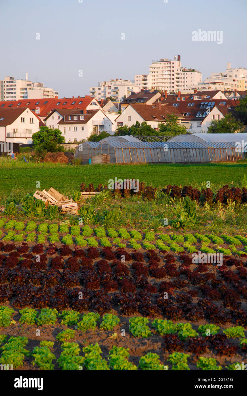 Agriculture, farming, horticulture, Oberrad, Frankfurt am Main, Hesse Stock Photo
