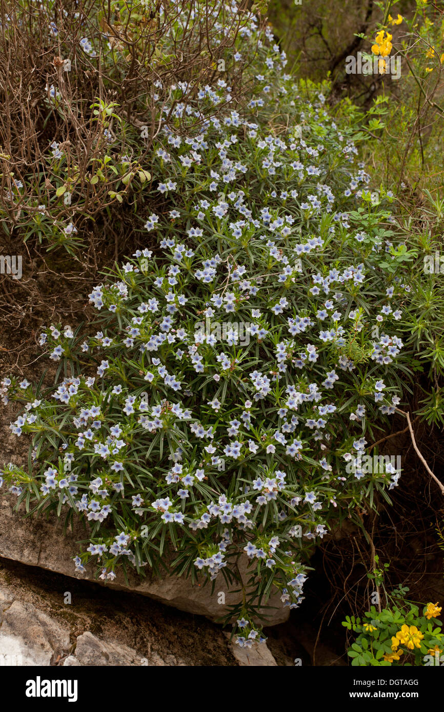 An endemic gromwell Lithodora zahnii in the Viros Gorge, Peloponnese, Greece. Stock Photo