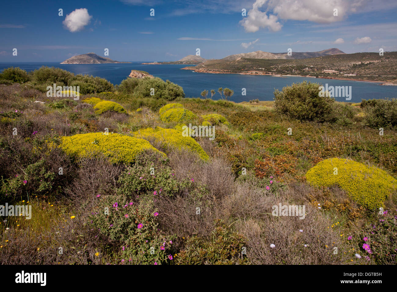 Flowery phrygana or garrigue, with mounds of greek spiny spurge, at Cape Sounion, south of Athens. Greece. Stock Photo