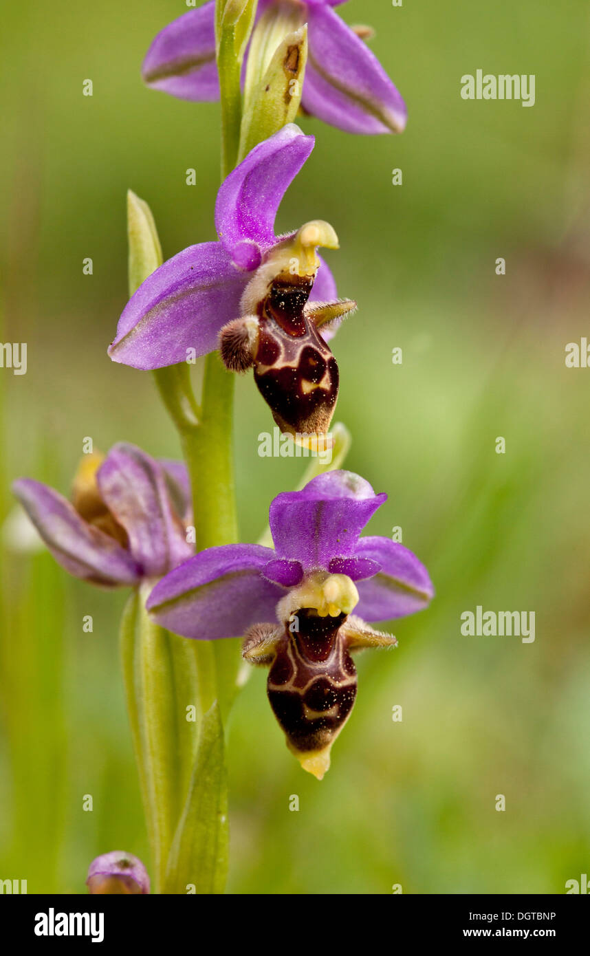 An eastern Aegean endemic 'bee orchid, Ophrys orphanidea on Chios, Greece. Stock Photo