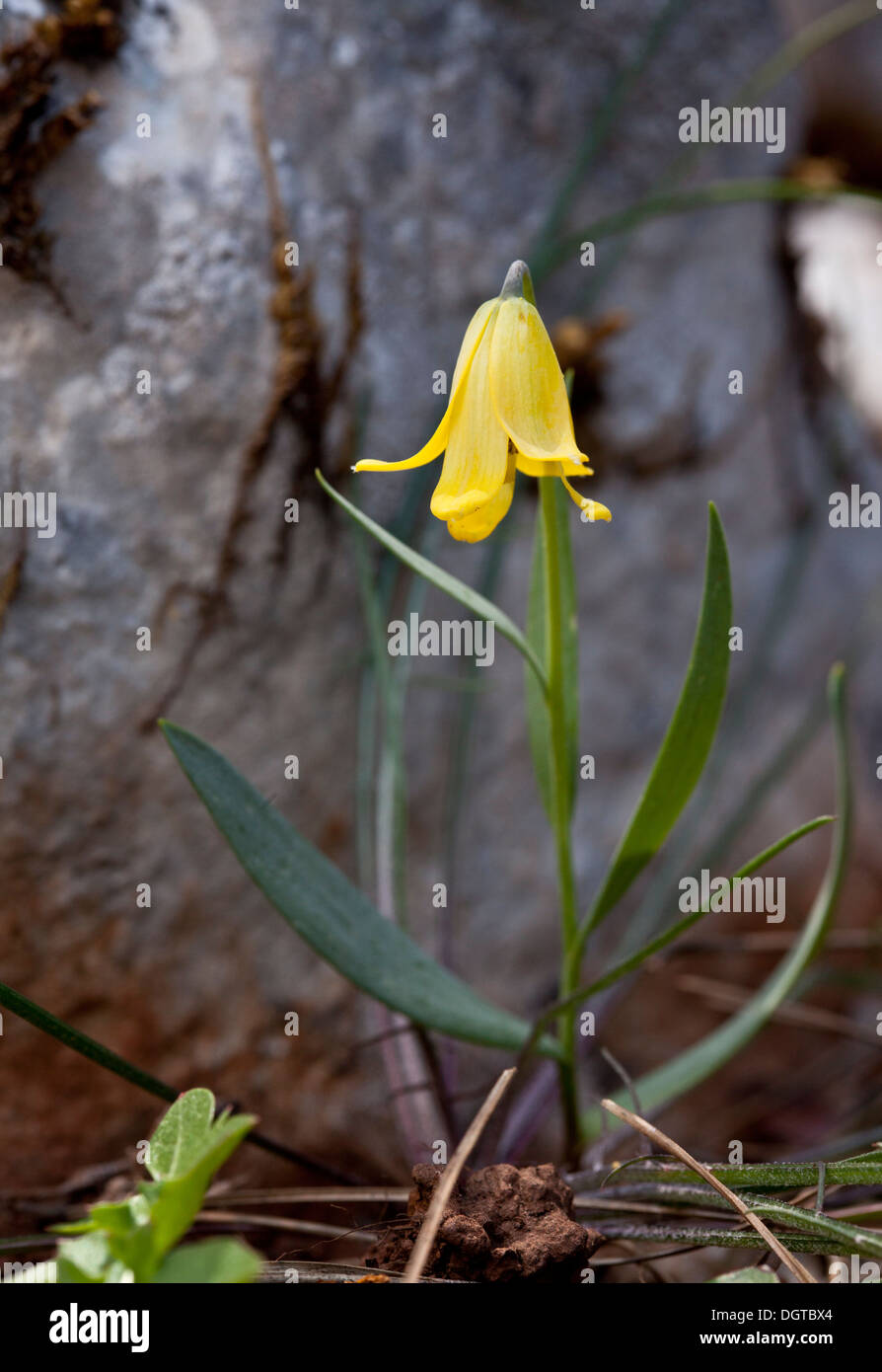 An uncommon fritillary, Fritillaria carica in high woods on Chios, Greece. Stock Photo