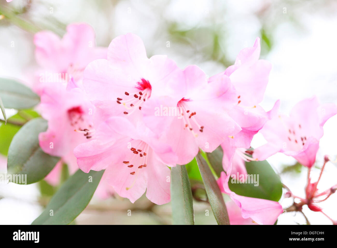 glorious spring azaleas  Jane Ann Butler Photography  JABP1035 Stock Photo