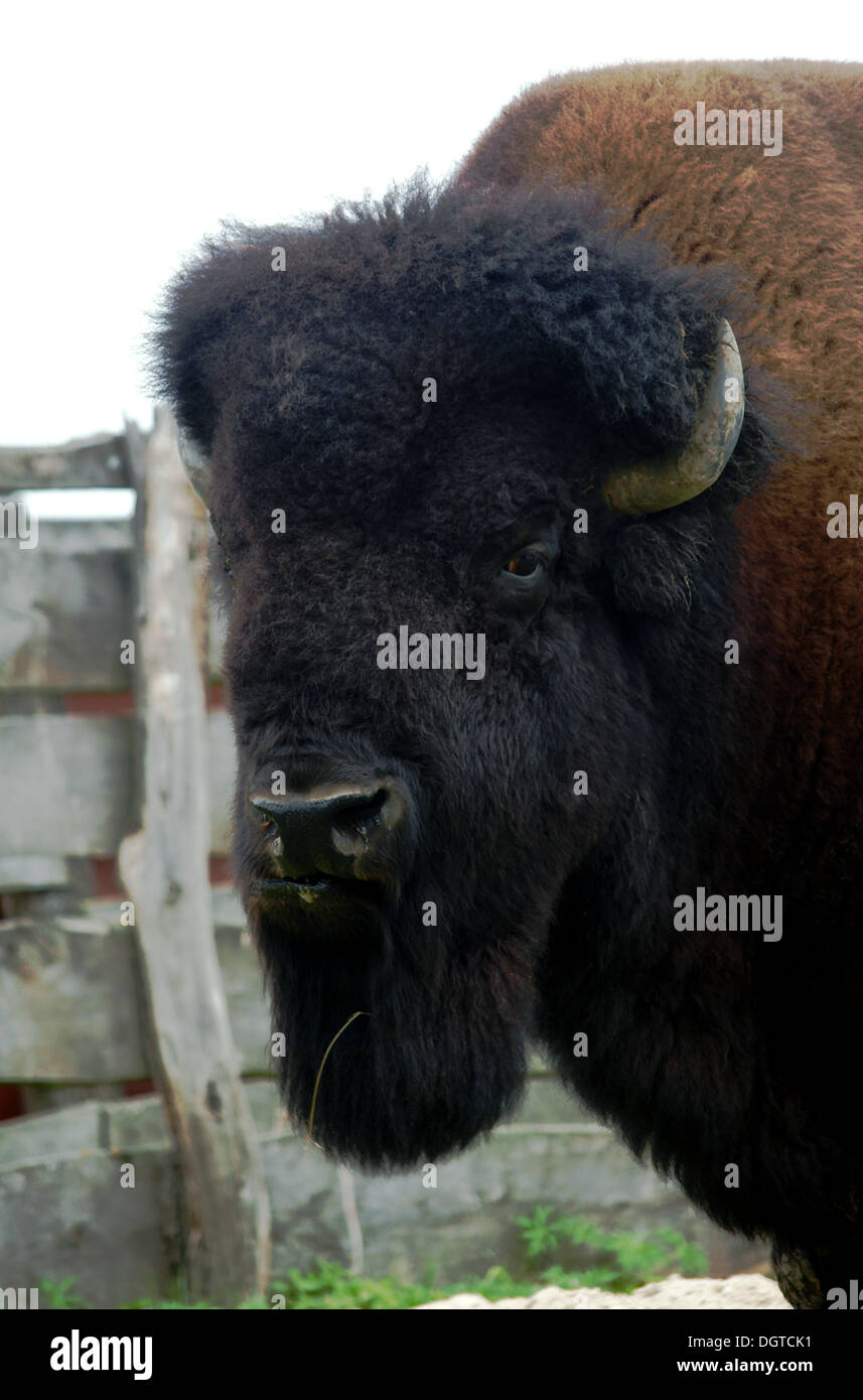 american bisons noddle, Poland Stock Photo