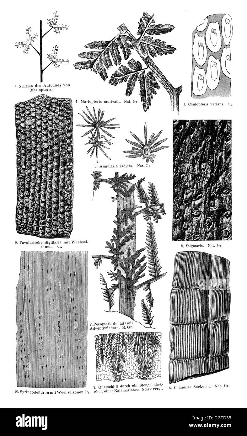 Display chart, coal flora II, illustration, Meyers Konversations-Lexikon encyclopedia, 1897 Stock Photo