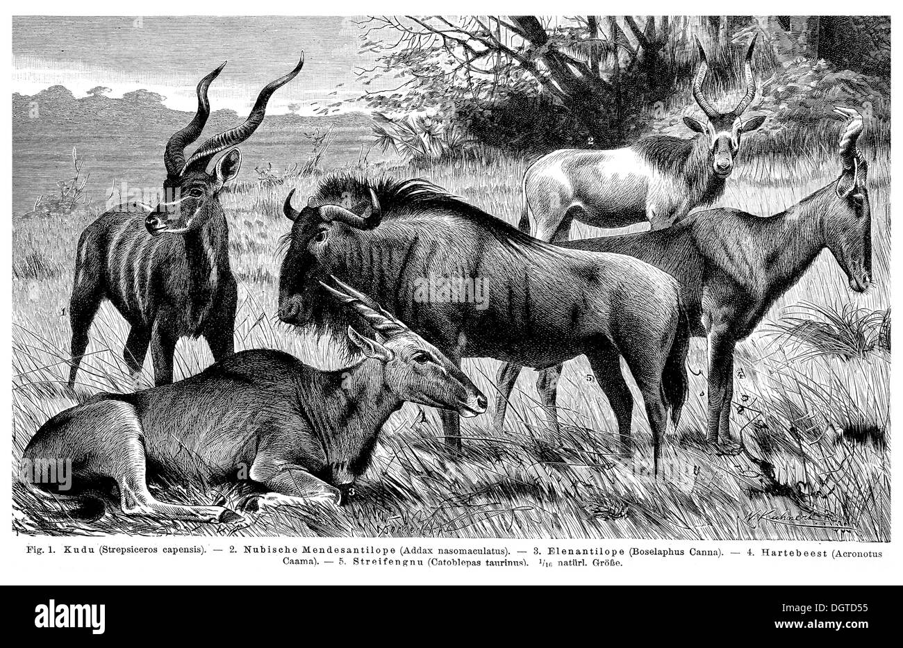 Display chart, Antelopes II, illustration, Meyers Konversations-Lexikon encyclopedia, 1897 Stock Photo