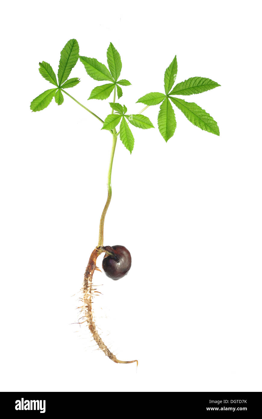 germinating chestnut on white background Stock Photo