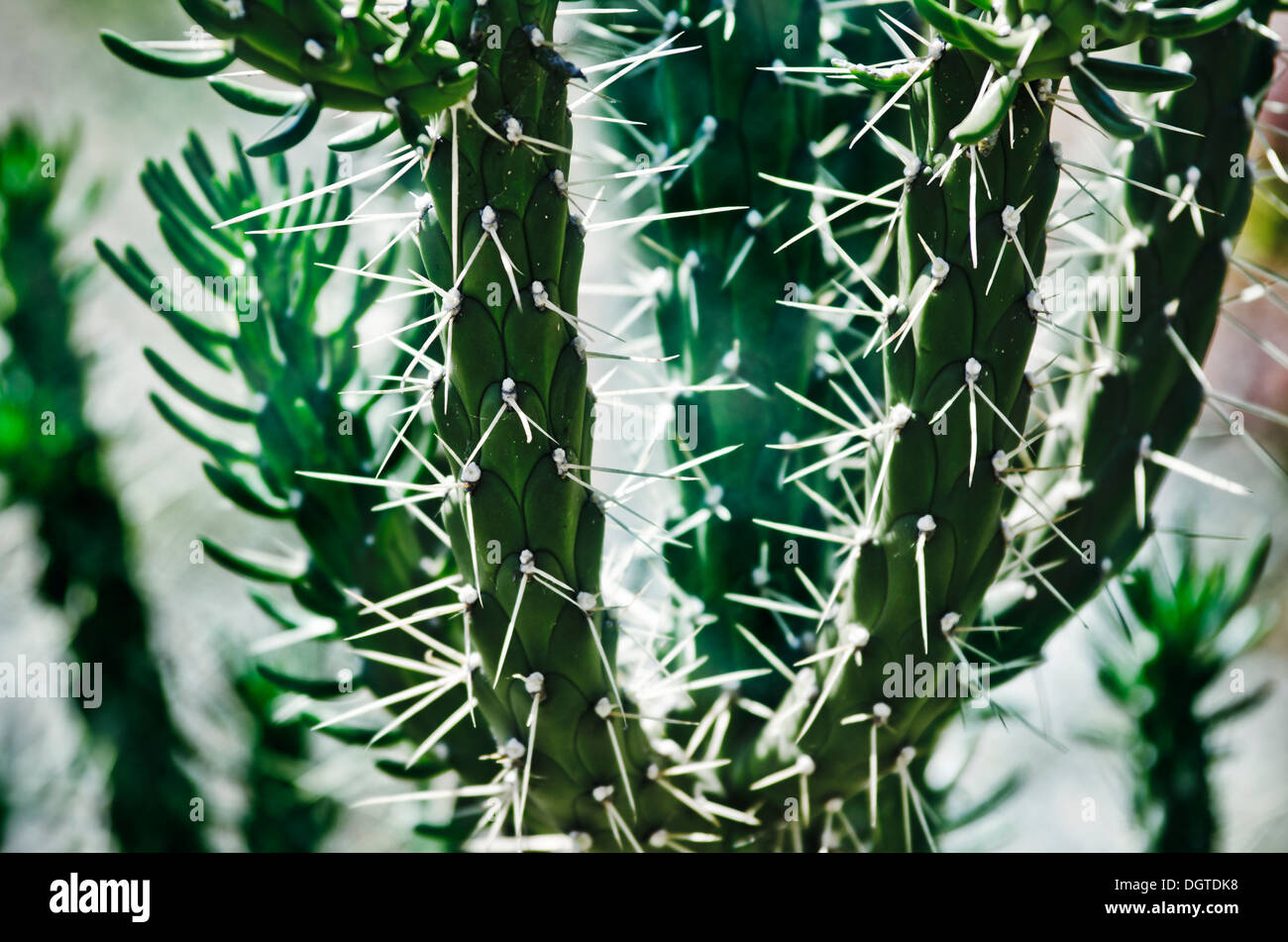 group of green cactus in the desert Stock Photo - Alamy
