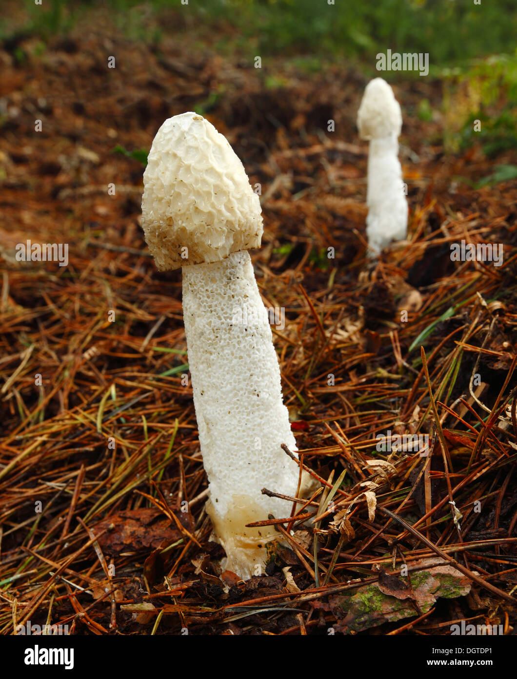 Fungi Phallus impudicus. Stock Photo