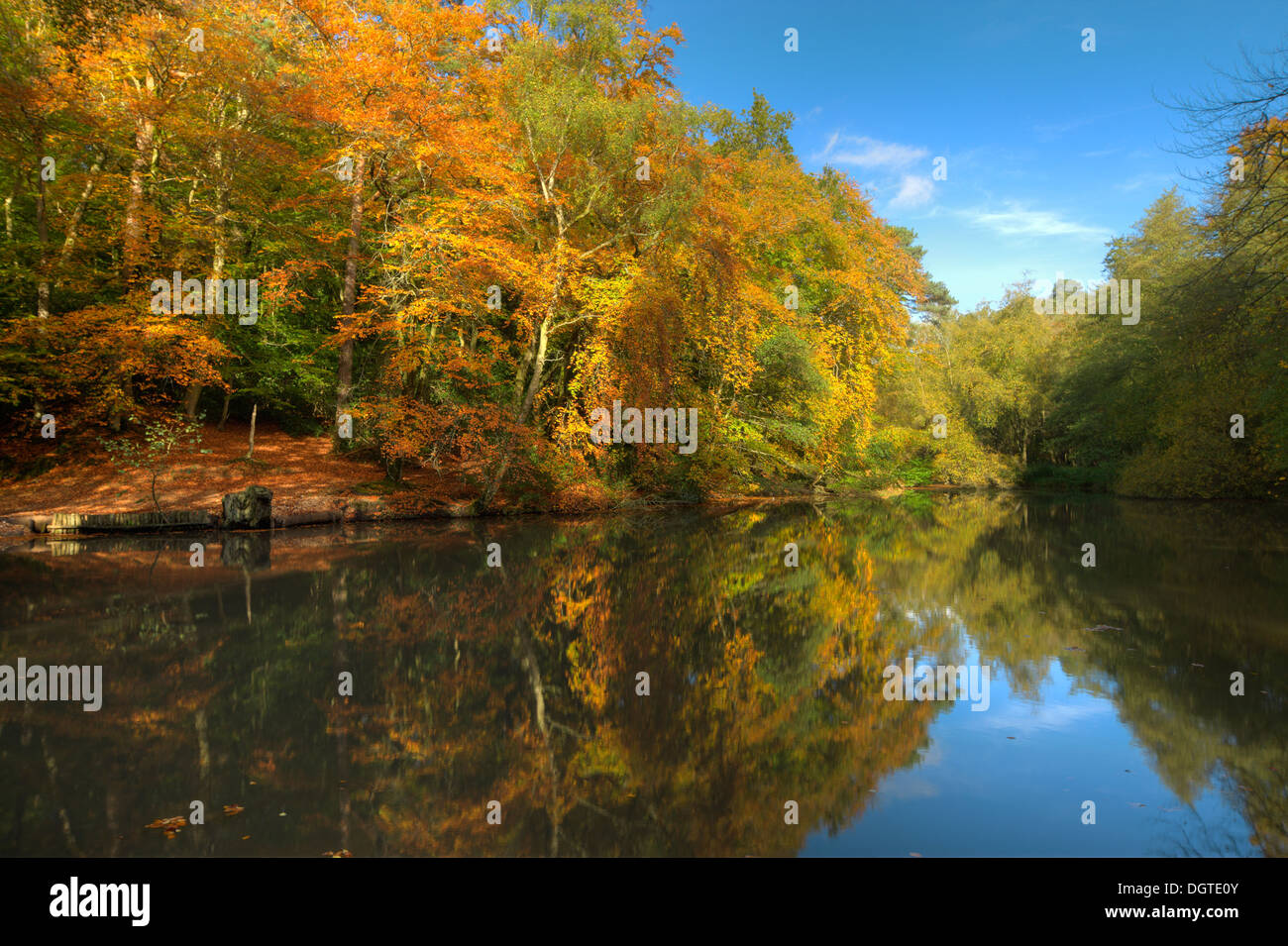 Autumn at Waggoners Wells. Stock Photo