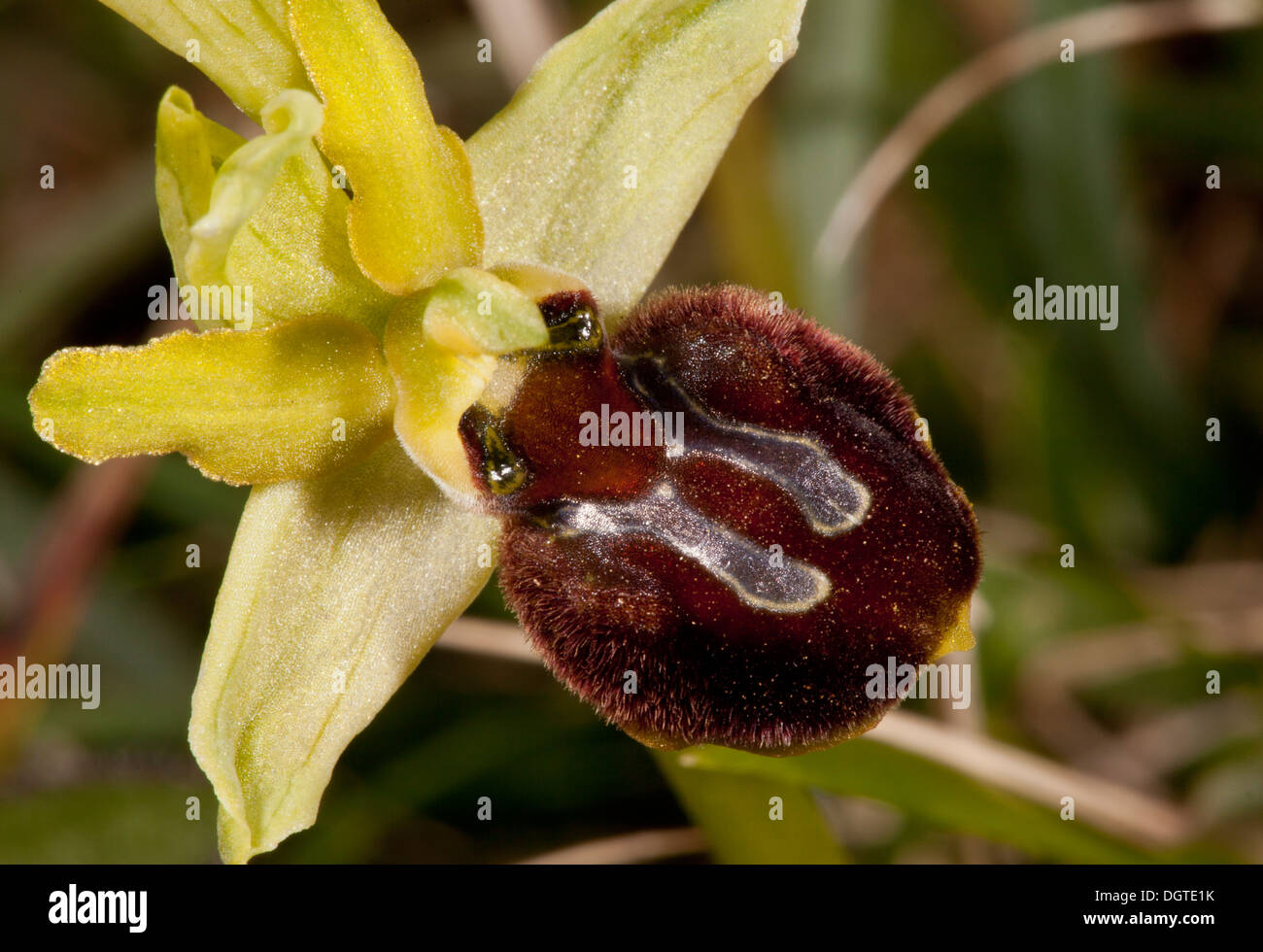 Early Spider-orchid, Ophrys sphegodes in flower on limestone grassland, Dorset. Stock Photo