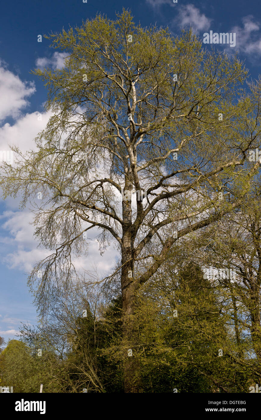 White poplar tree Populus alba in spring Stock Photo
