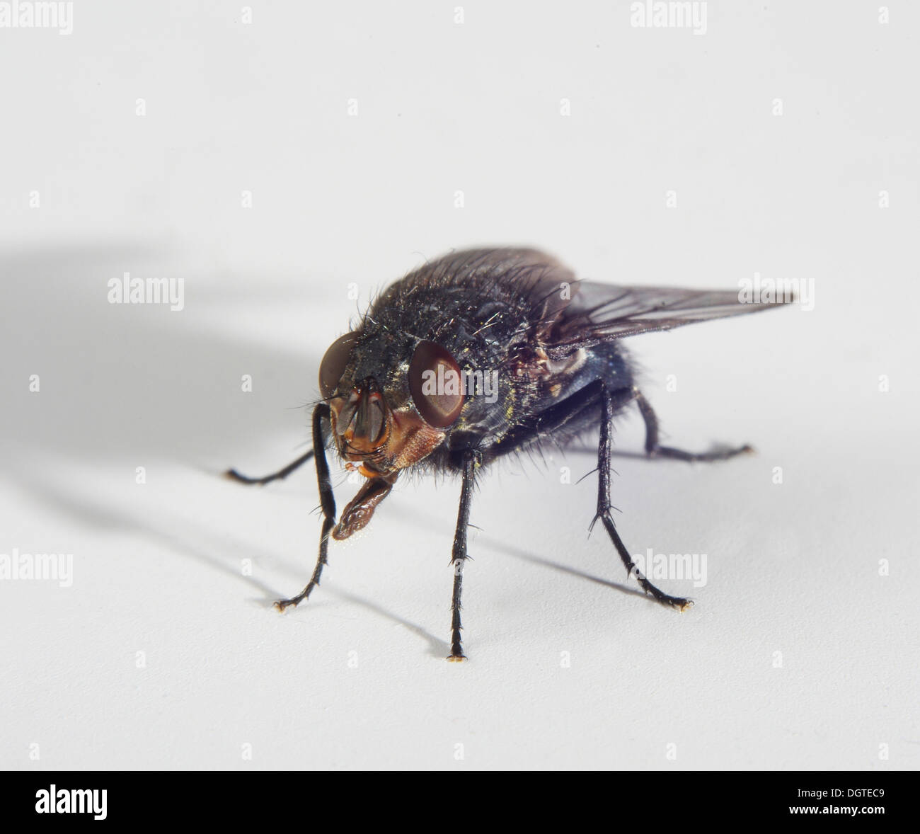 bluebottle fly on white background Stock Photo