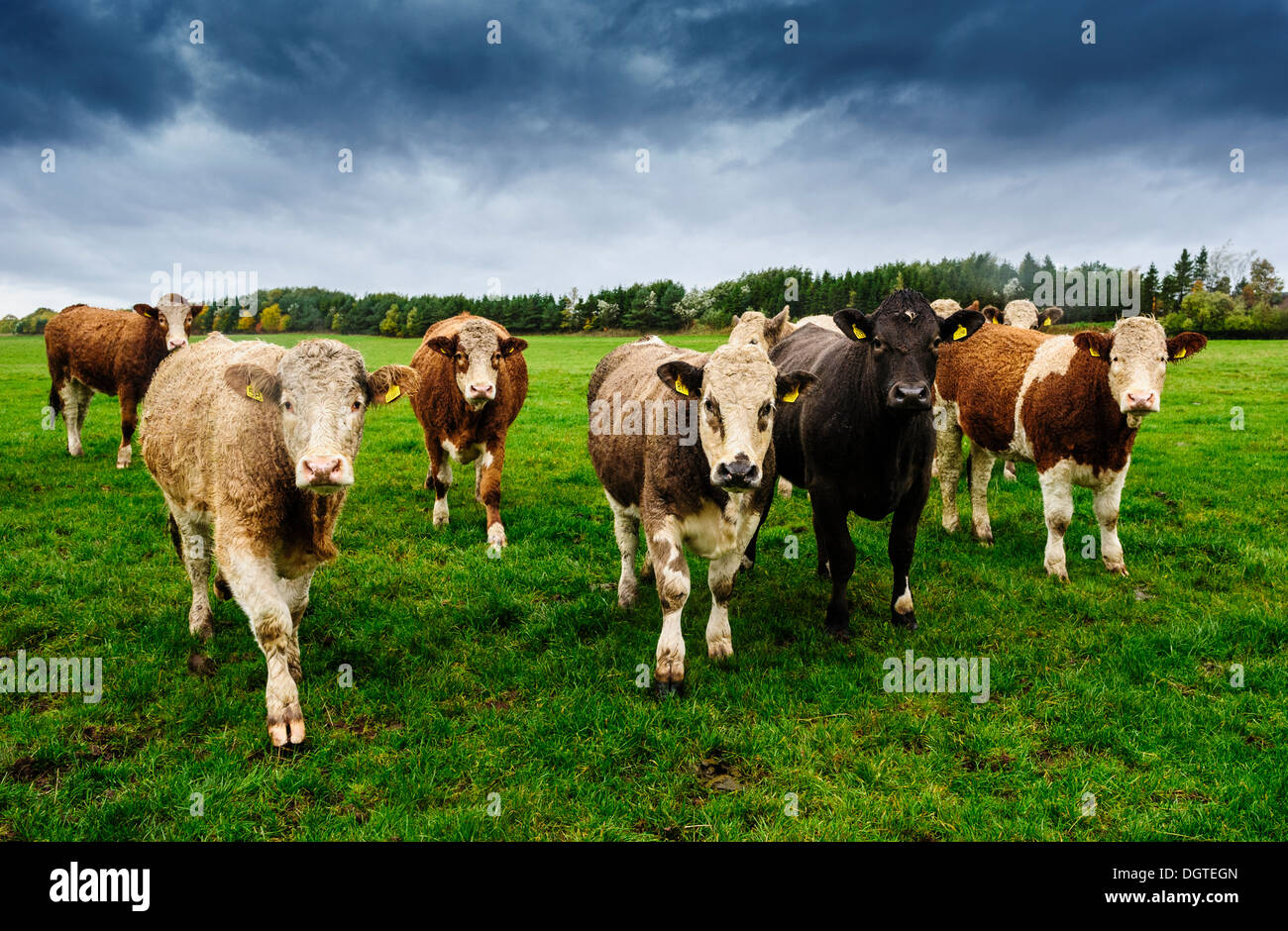 Curious cows in a field Stock Photo