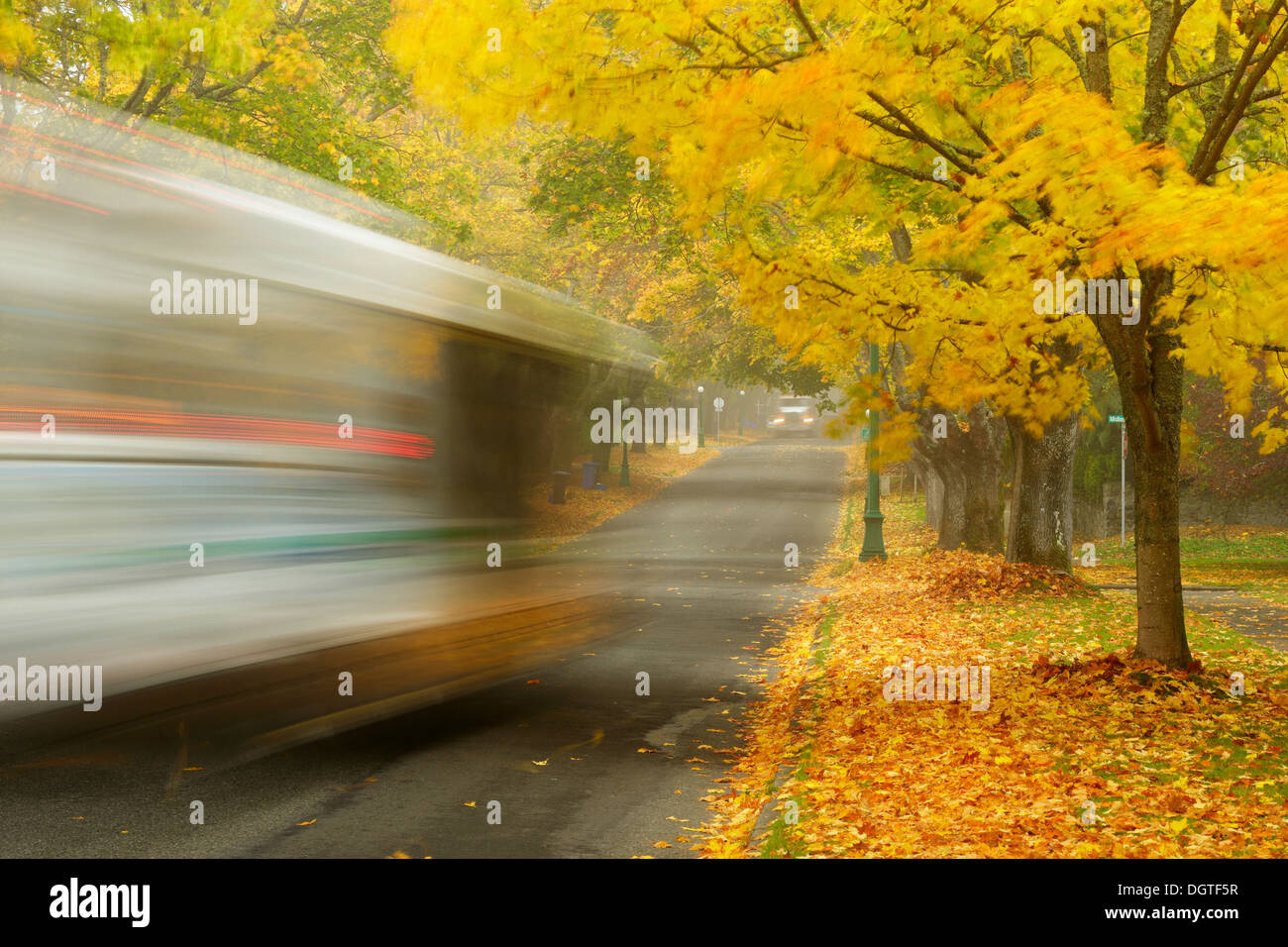 Victoria city bus on Lansdowne road in autumn with windblown trees