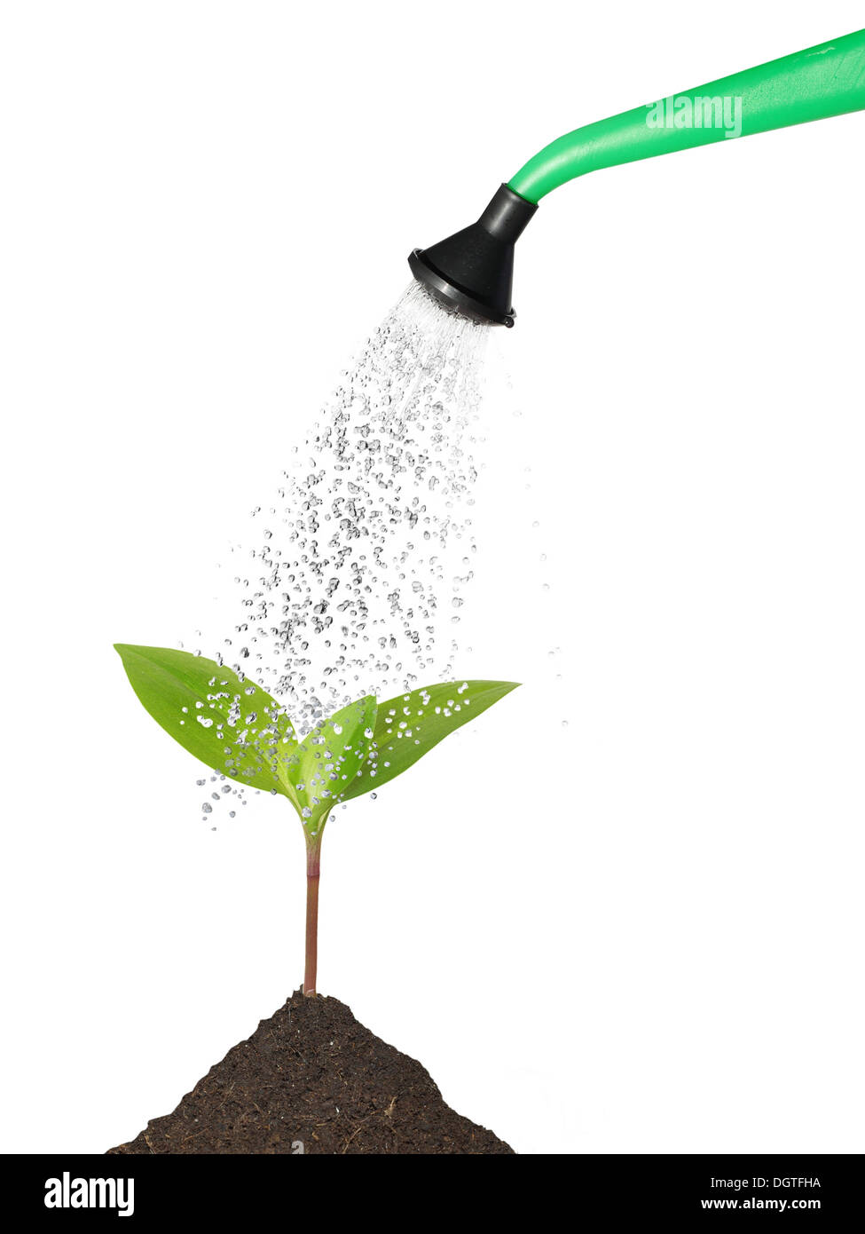 pouring from watering can on plant water Stock Photo Alamy