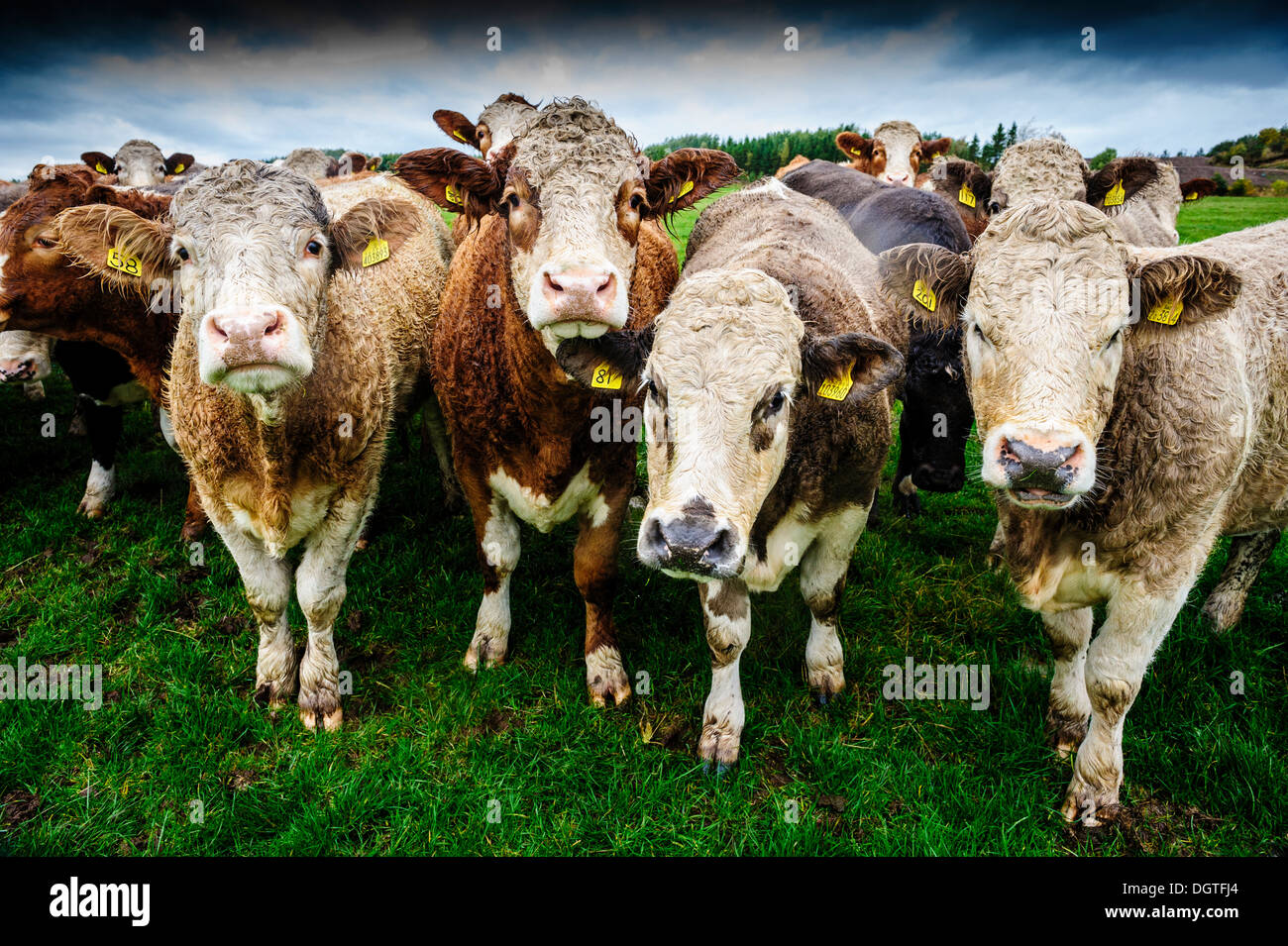 Curious cows in a field Stock Photo