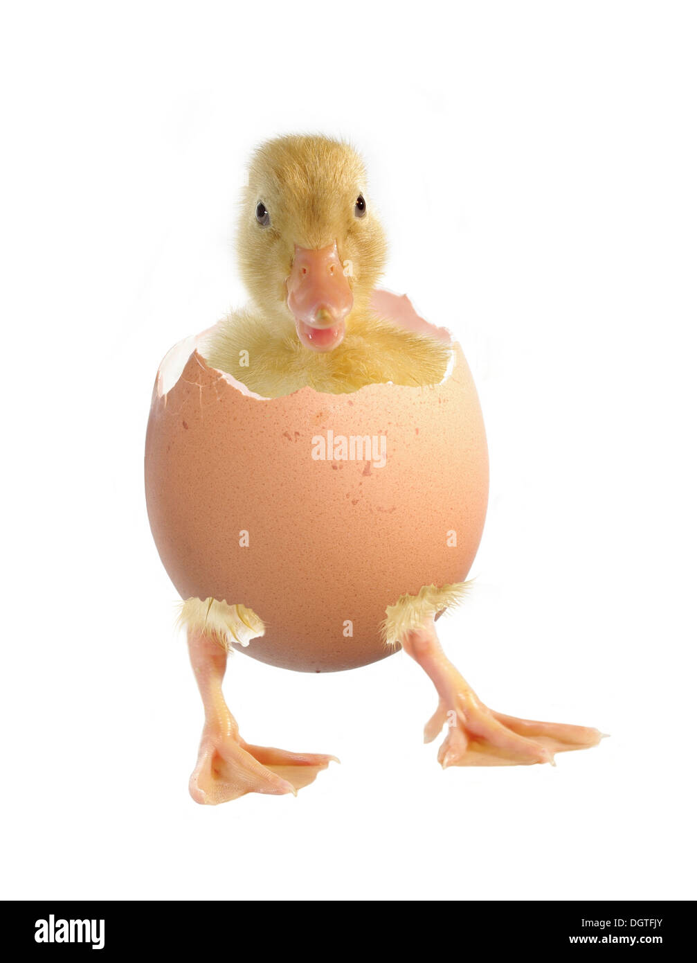 the nestling the duck and shell of egg on white background Stock Photo